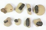 Lot: - Reedops Trilobites - Pieces #77359-1